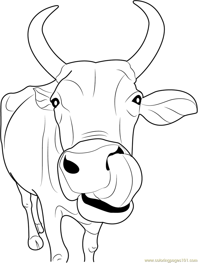 Cow Coloring Pages - Printable Coloring Pages of Cows - ClipArt Best