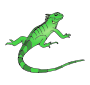 Iguana Outline for Classroom / Therapy Use - Great Iguana Clipart