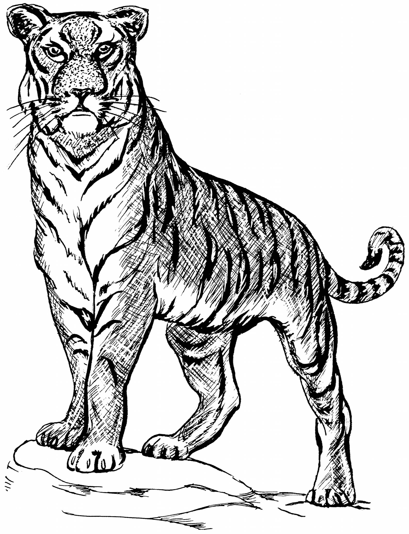 Tiger Line Drawings For Coloring