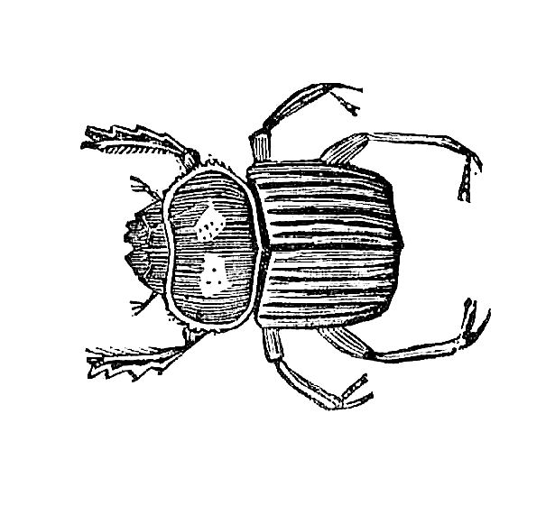 Antique Images: Vintage Insect Clip Art: Graphic Design of Beetle ...
