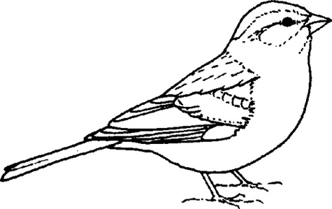 Clip Art Sparrow Clipart - Free to use Clip Art Resource