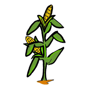 Corn plant clip art