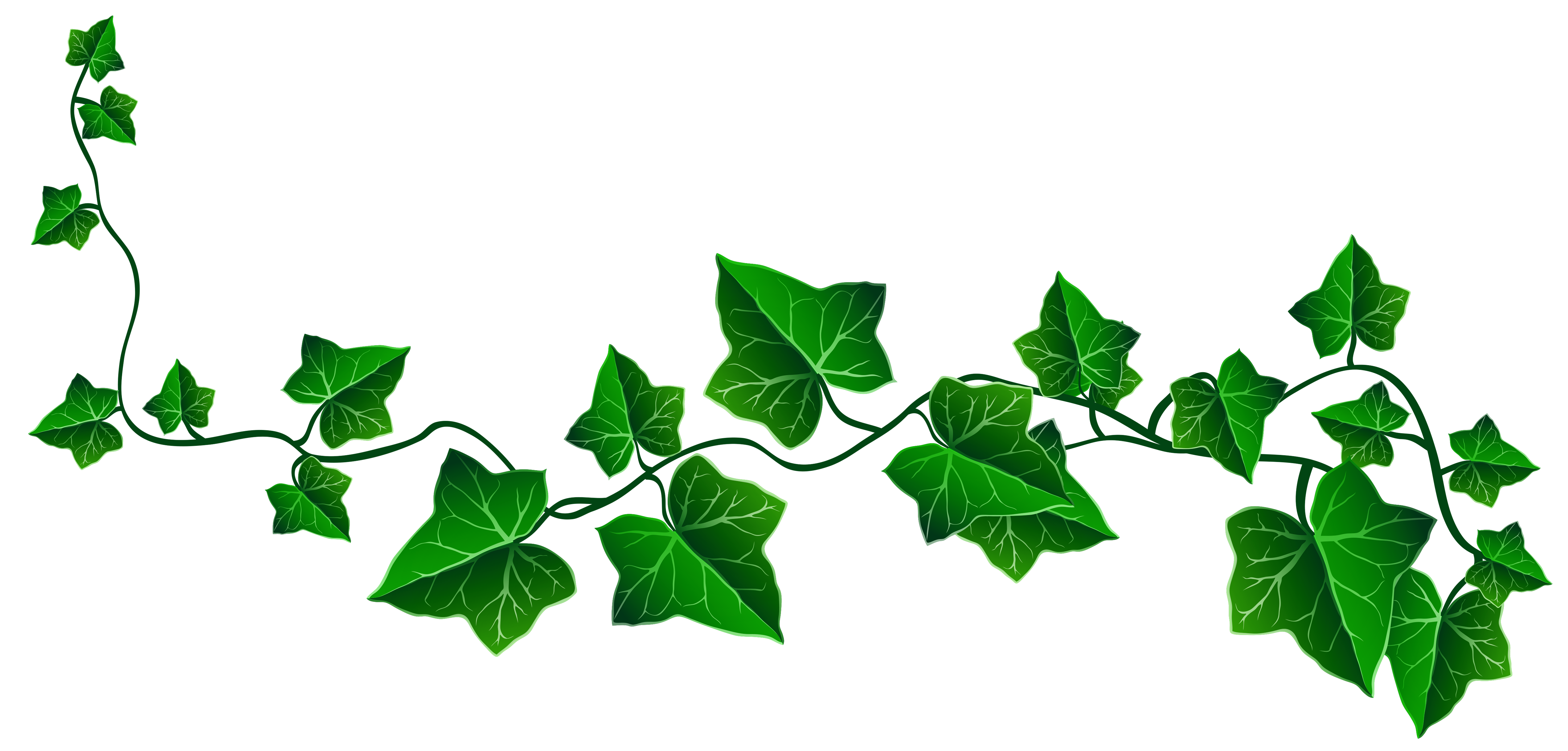 Ivy clipart free