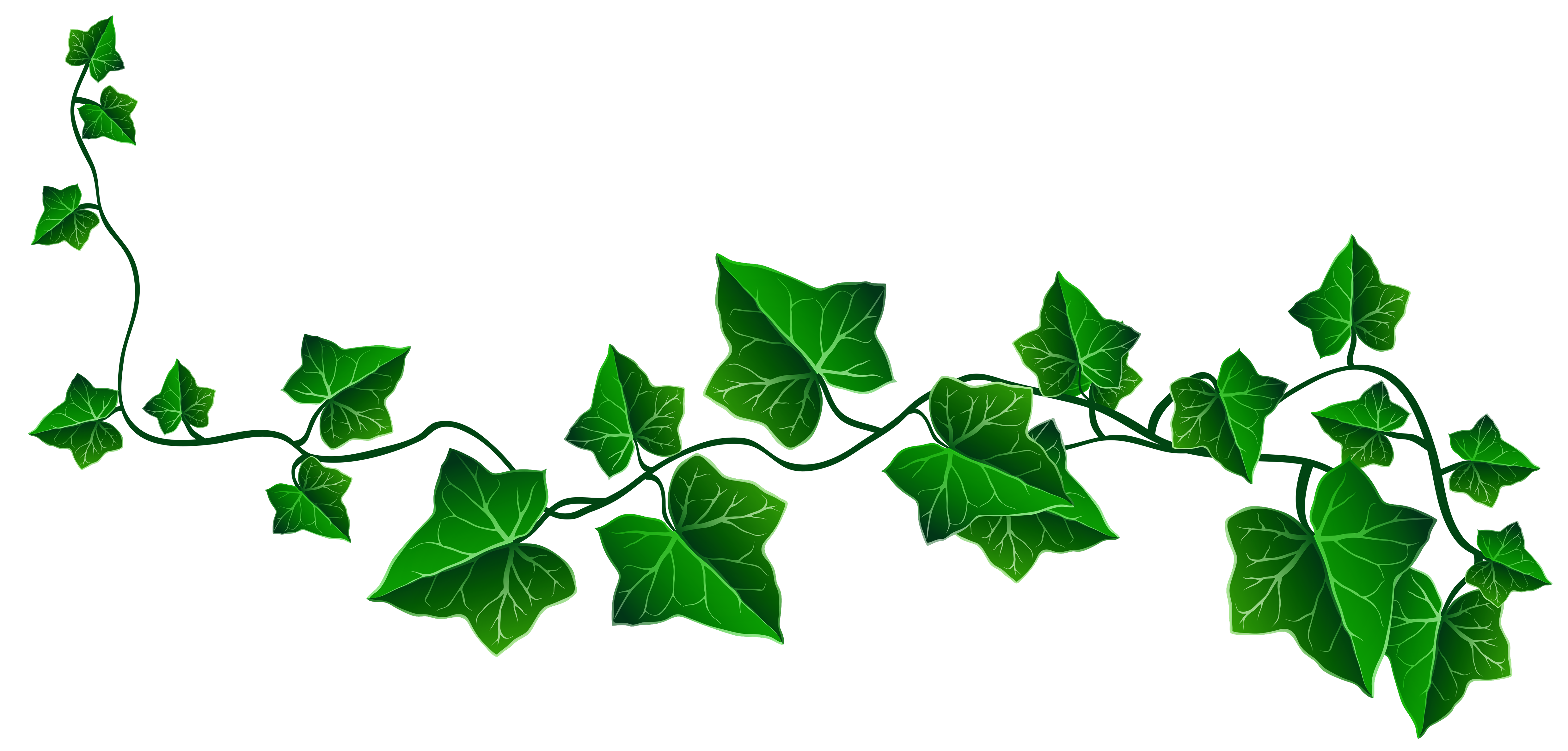 ivy-border-clipart-best