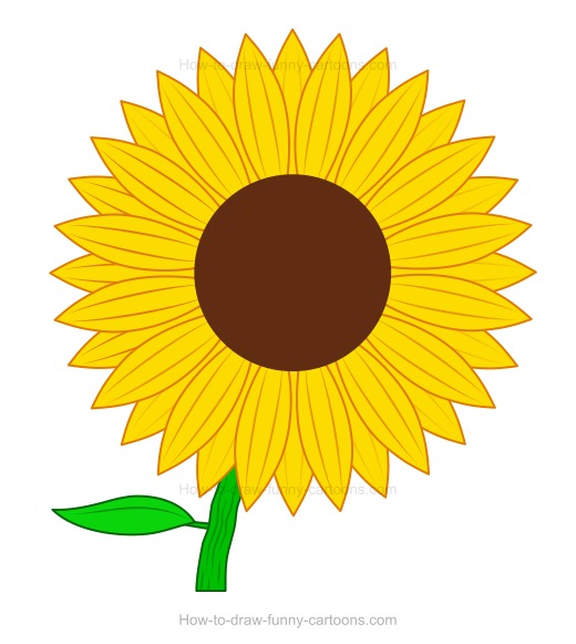 How to draw a sunflower