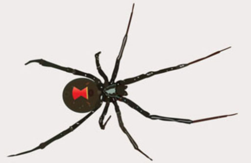 Black Widow | Brown Recluse Spider Removal Memphis | Cordova