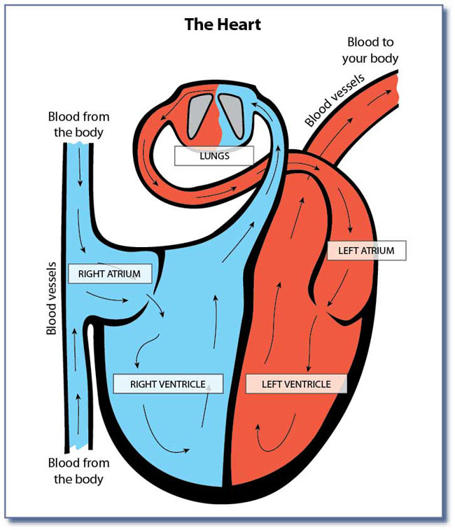 Diagram Of Heart - ClipArt Best