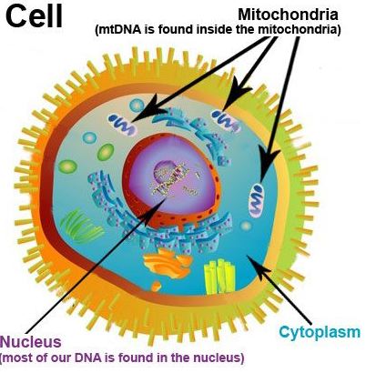 Animal Cell Model Diagram Project Parts Structure Labeled Coloring ... -  ClipArt Best - ClipArt Best