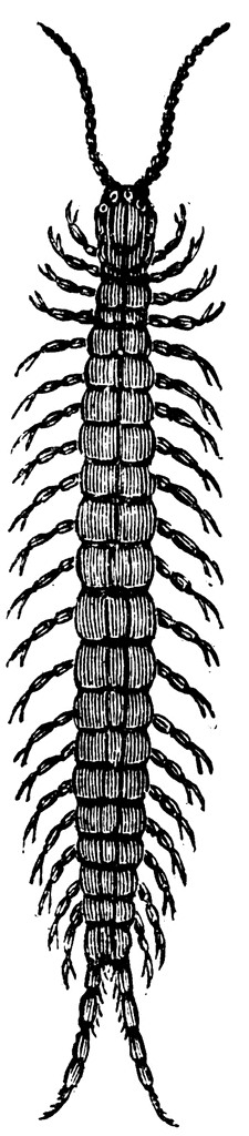 Centipede Clip Art - ClipArt Best
