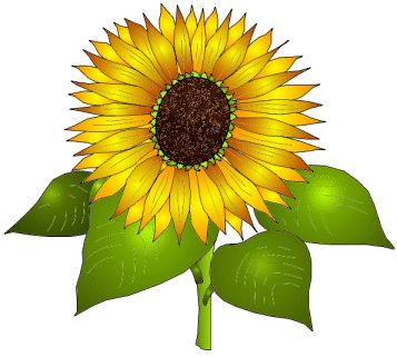 Sunflower Clip Art Best Blog