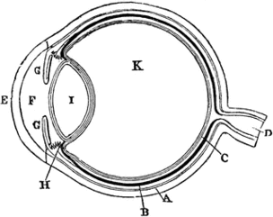 Diagram Of The Eye With Labels Clipart - Free to use Clip Art Resource