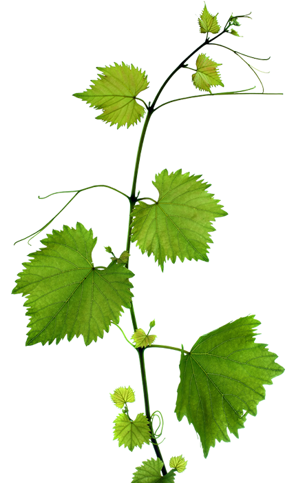 clip art grape leaves - photo #23