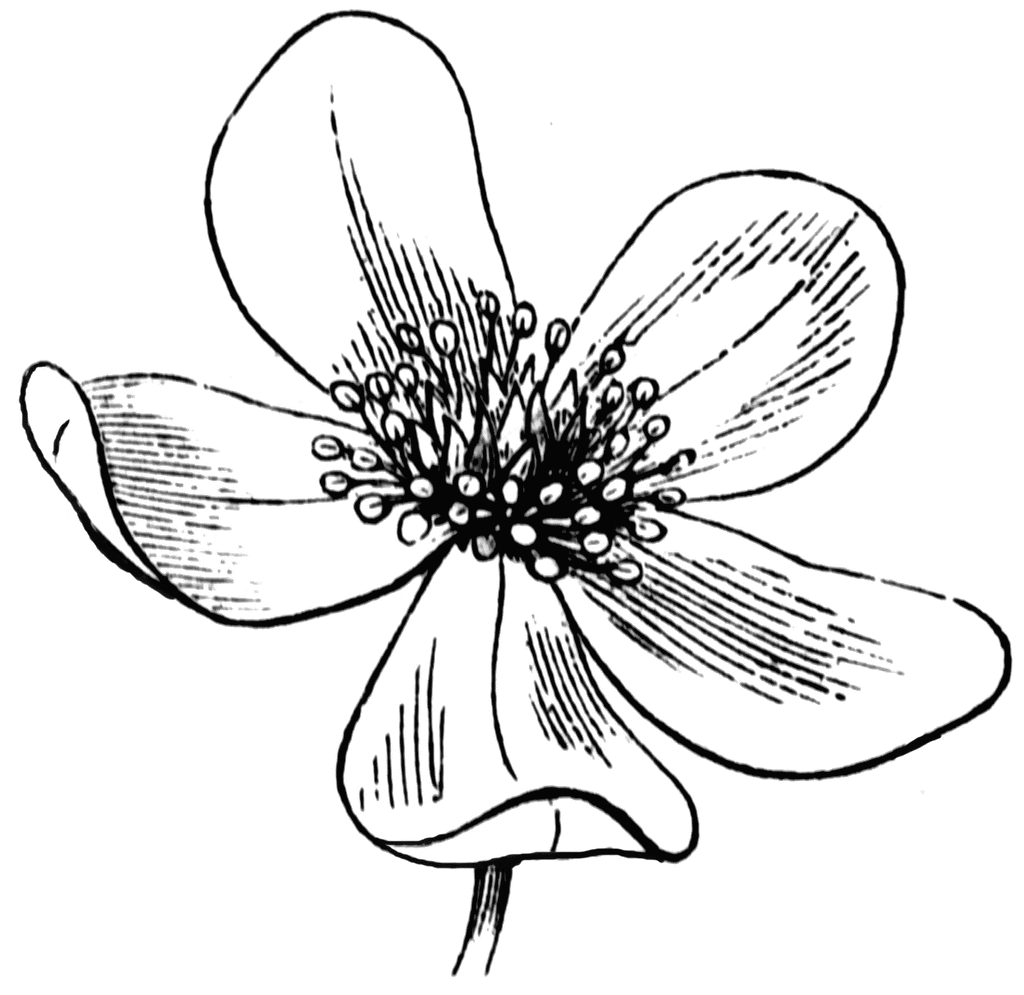 free flower drawings clip art - photo #3