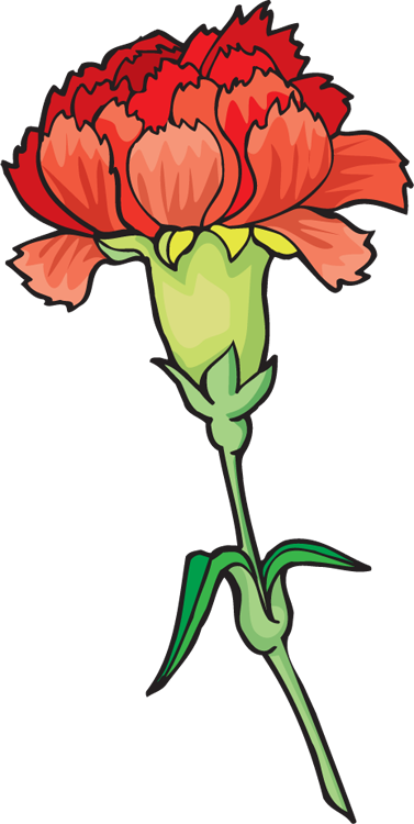 clip art carnation flower - photo #8