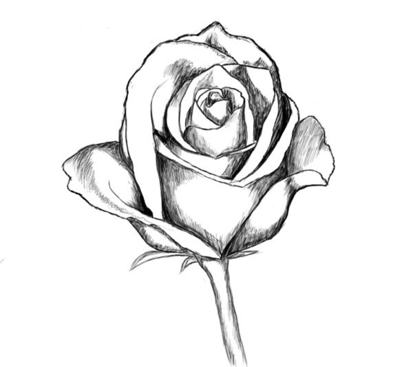 Rose Line Drawing - Drawing