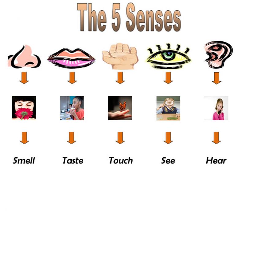 5 Senses Graphic Organizer | Graphic Picture Site