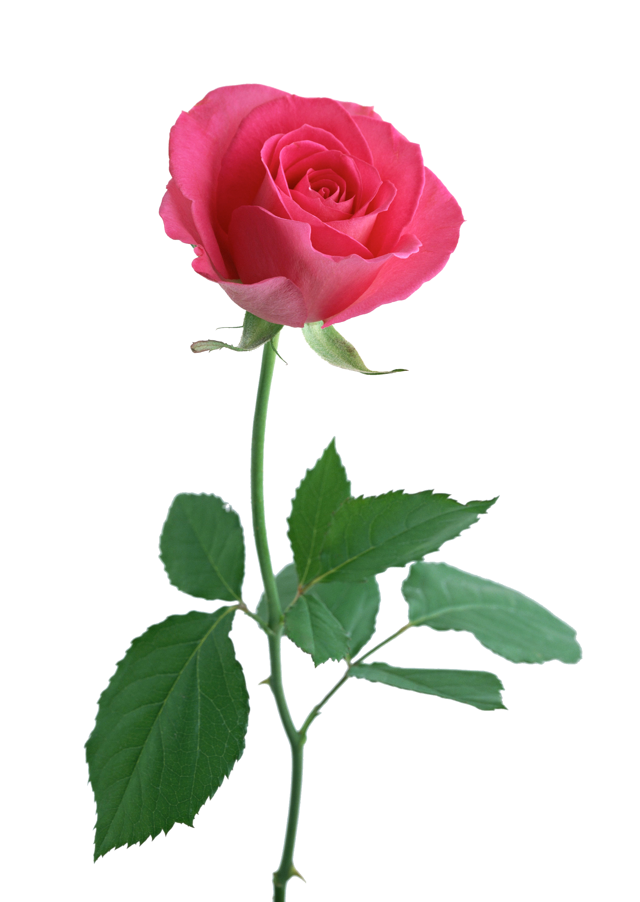 Rose With Stem - ClipArt Best