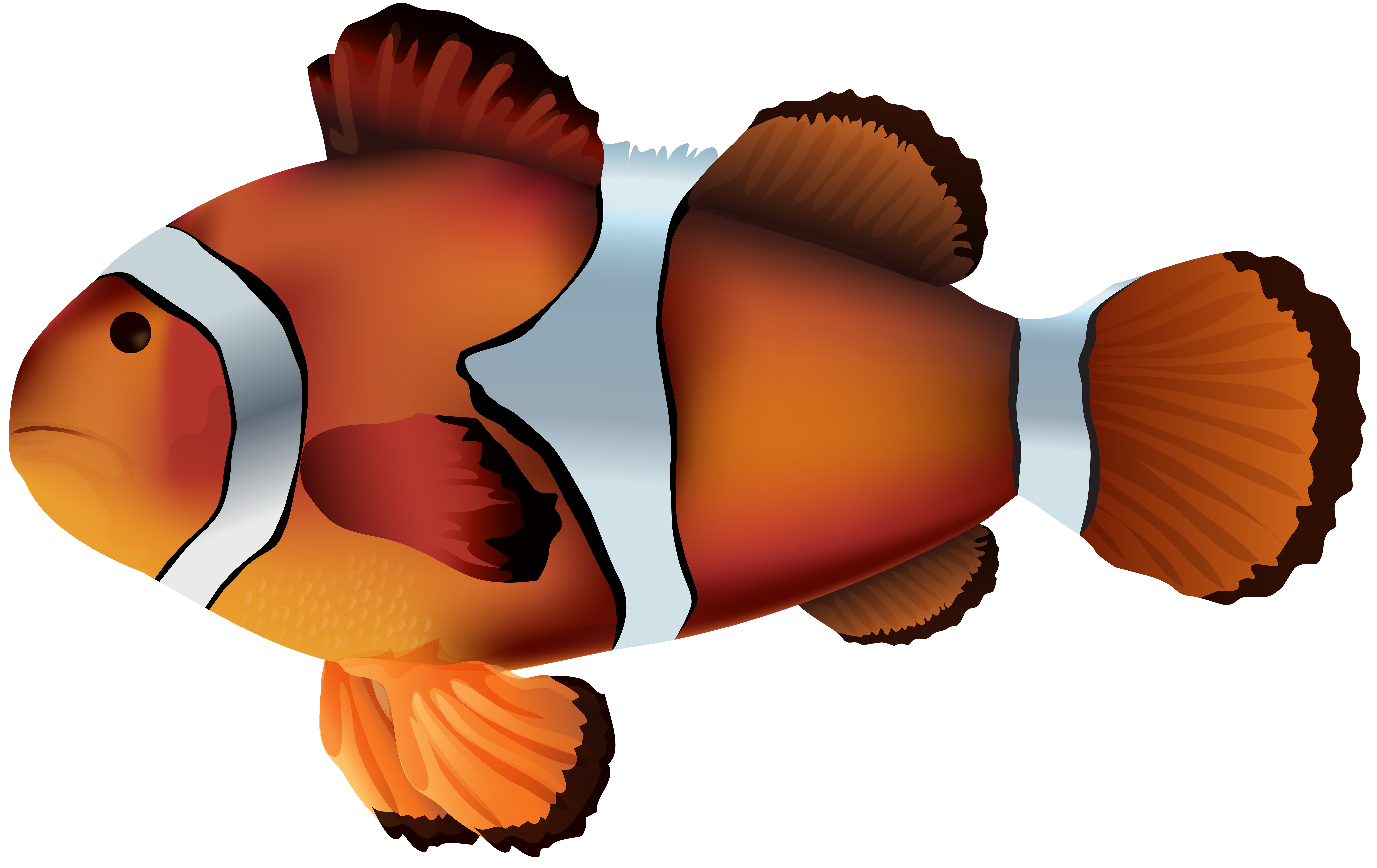 clipart clownfish - photo #25