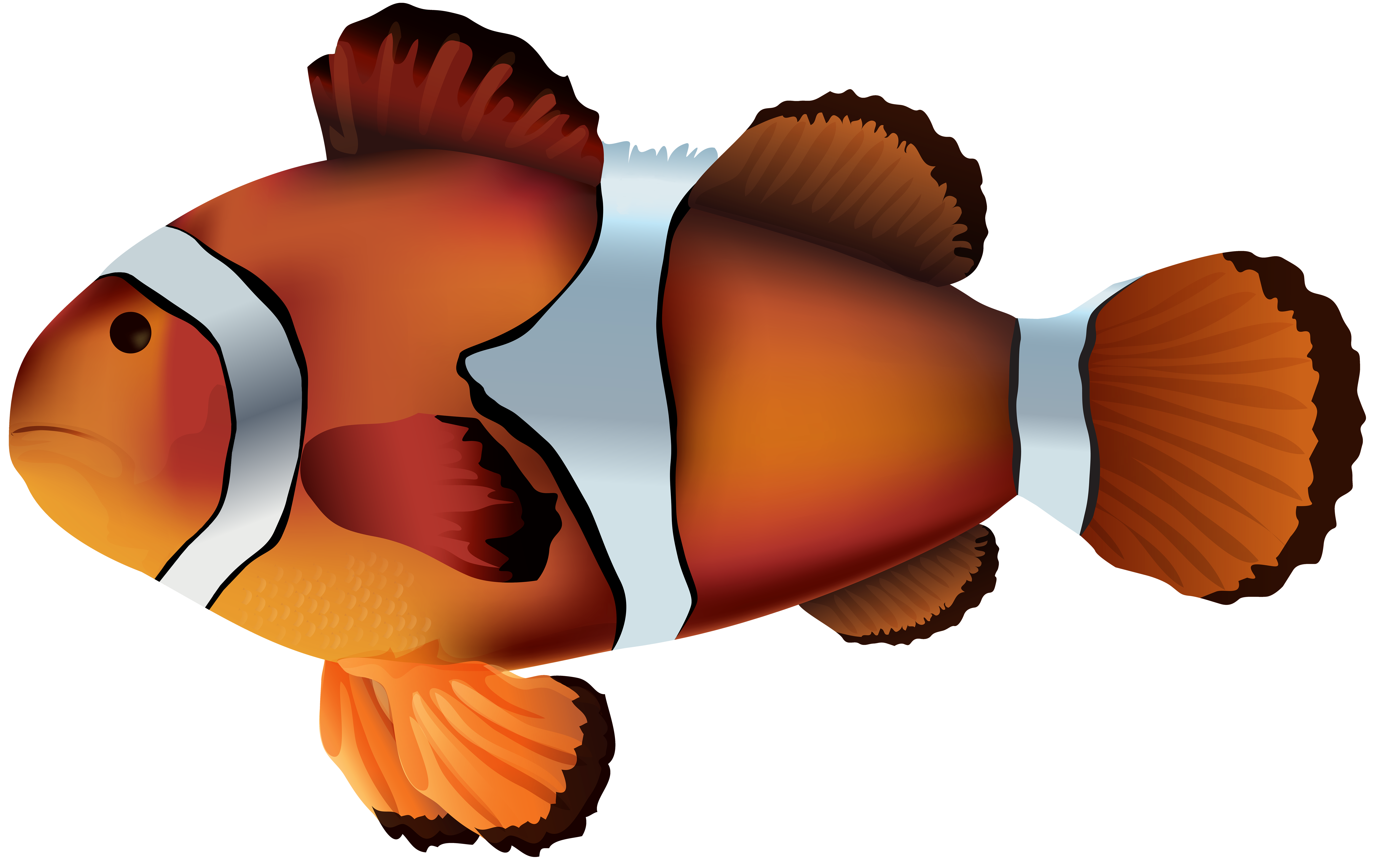 Clownfish PNG Transparent Clip Art Image