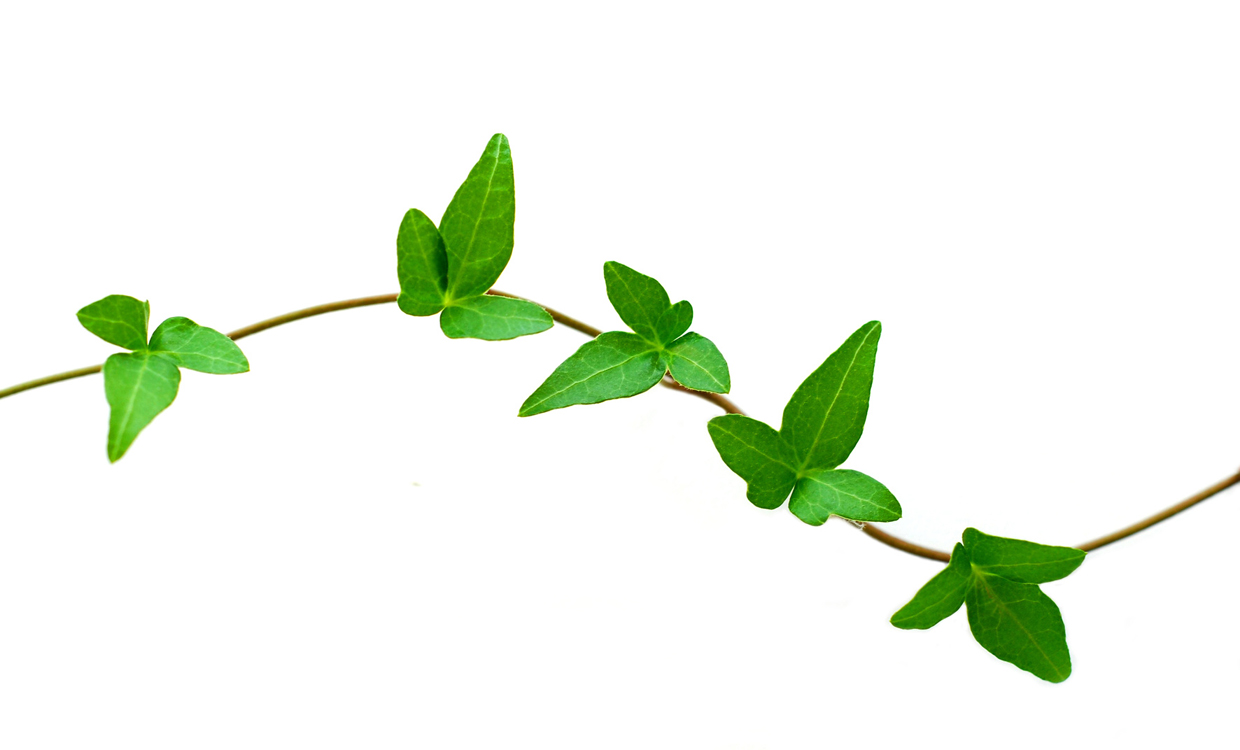 Leaf Vine Clipart