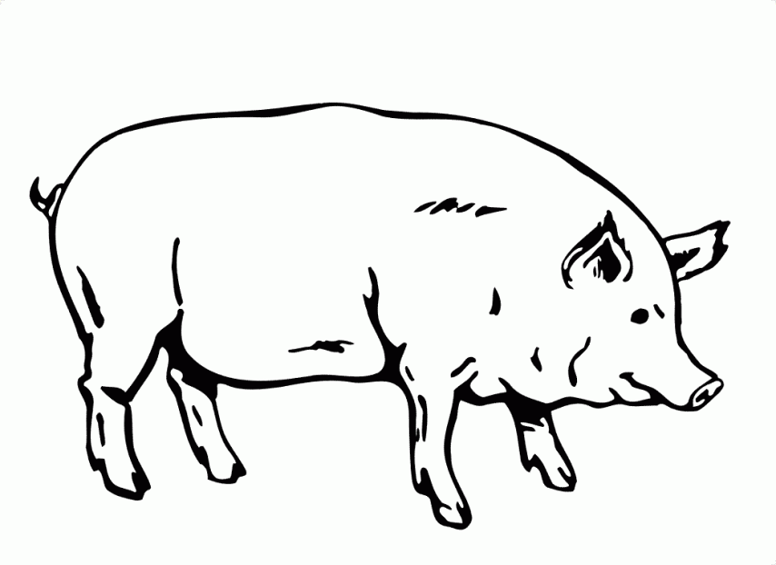 How to Color pig outline free cute pig face coloring pages free ...