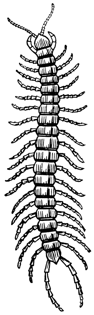Centipede | ClipArt ETC