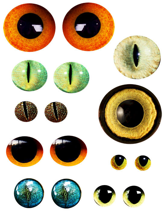 free clip art animal eyes - photo #11