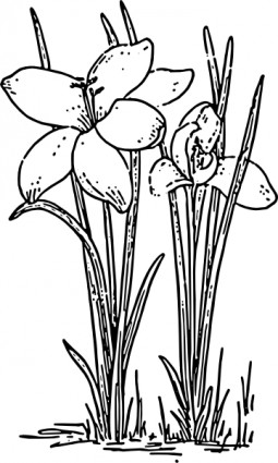 Rose Flower Crocus clip art Vector clip art - Free vector for free ...
