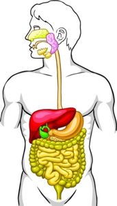 Digestive System | Buzzle.