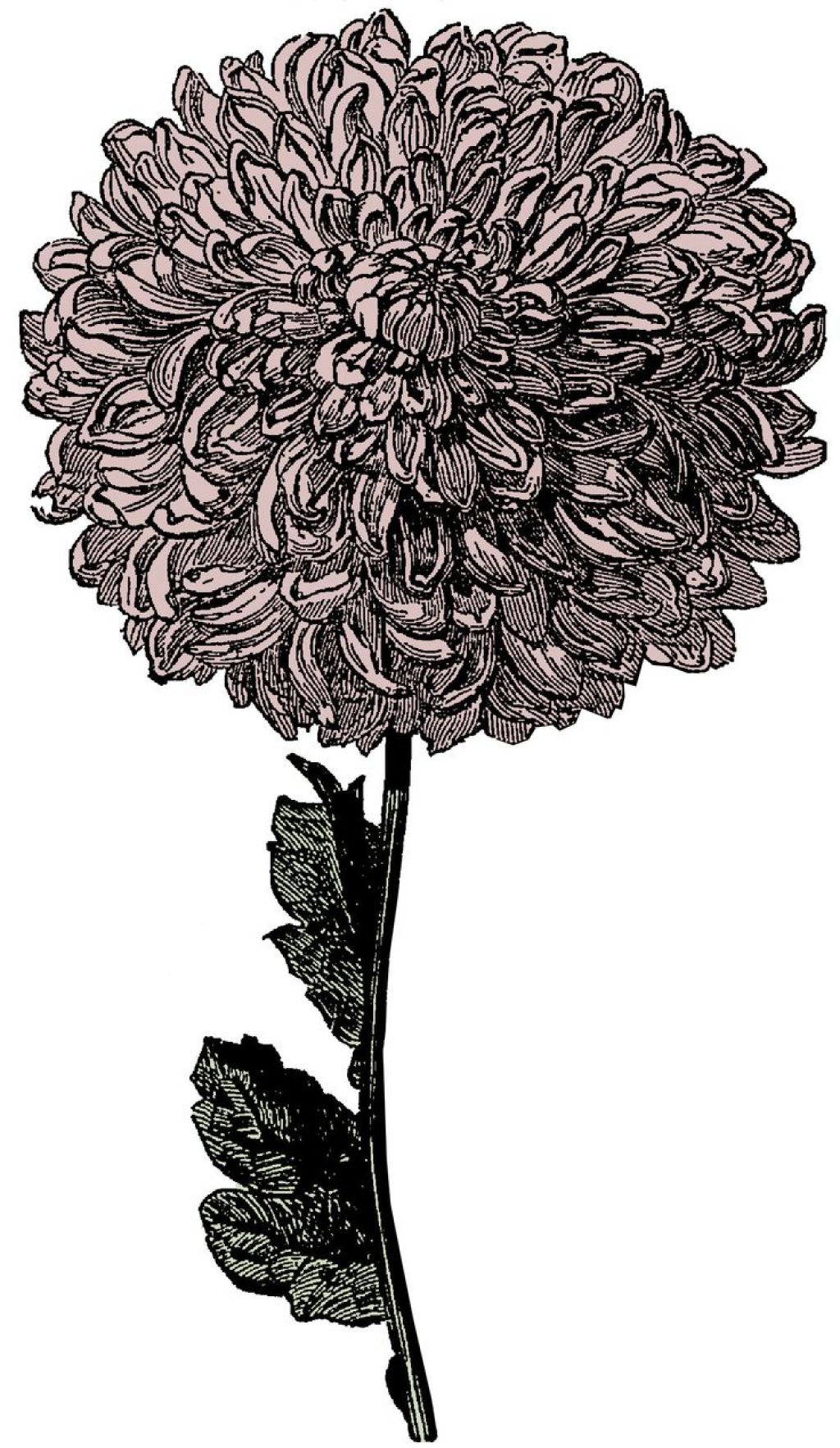 Clipart On Pinterest Chrysanthemum Flower Line Drawings And Cow ...
