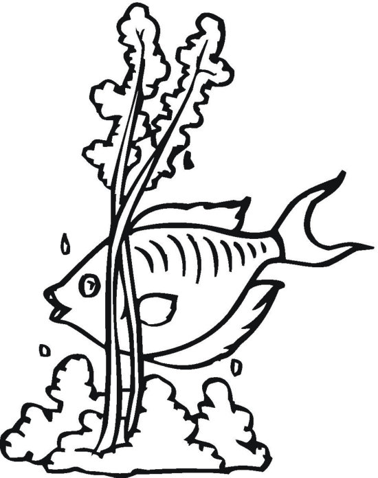 sea weed coloring pages - photo #12