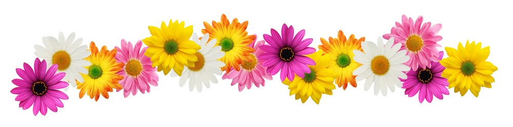 Spring Flowers Border - ClipArt Best