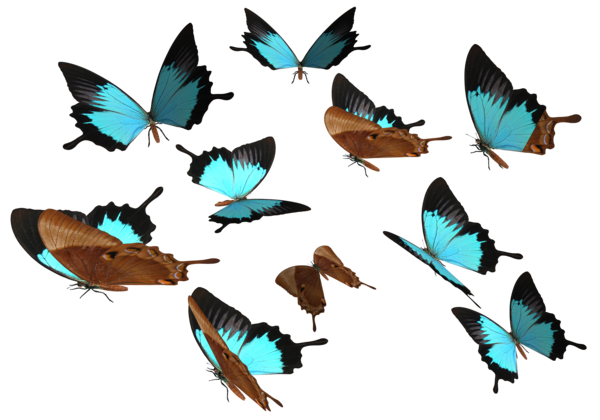 Stock Butterflies PNG transparent by madetobeunique