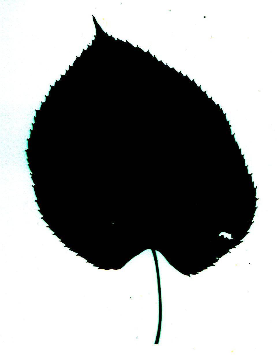 clipart leaf silhouette - photo #29