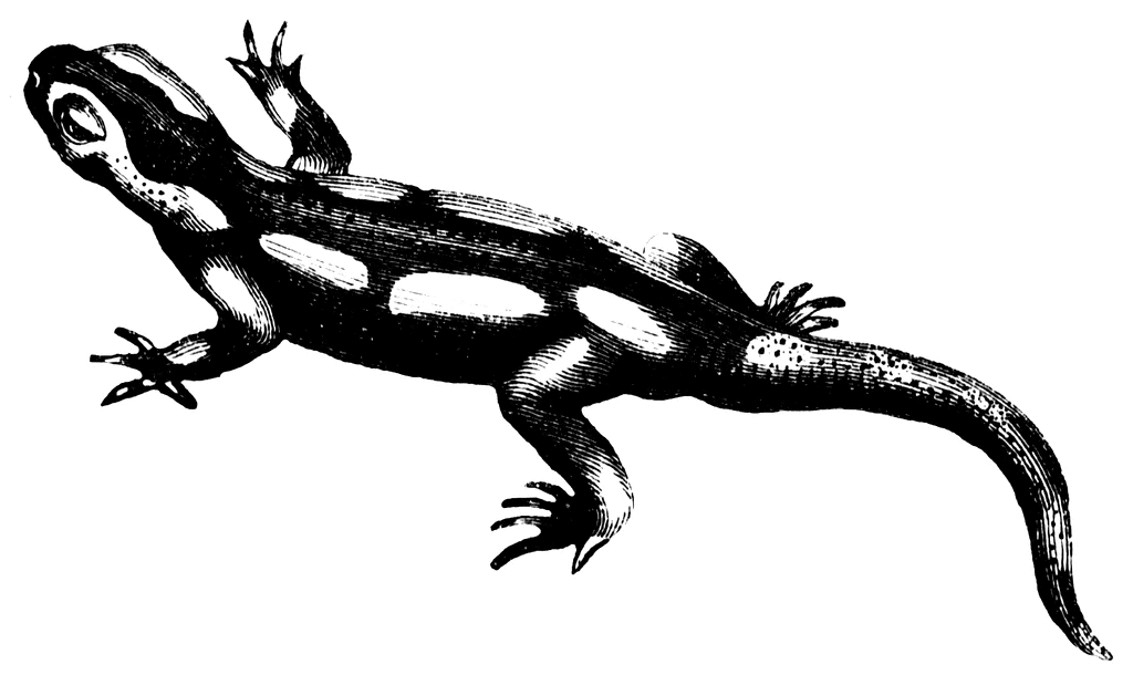 clipart newt - photo #20