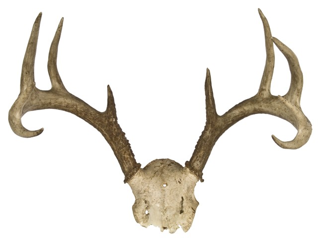 free clip art deer antlers - photo #39