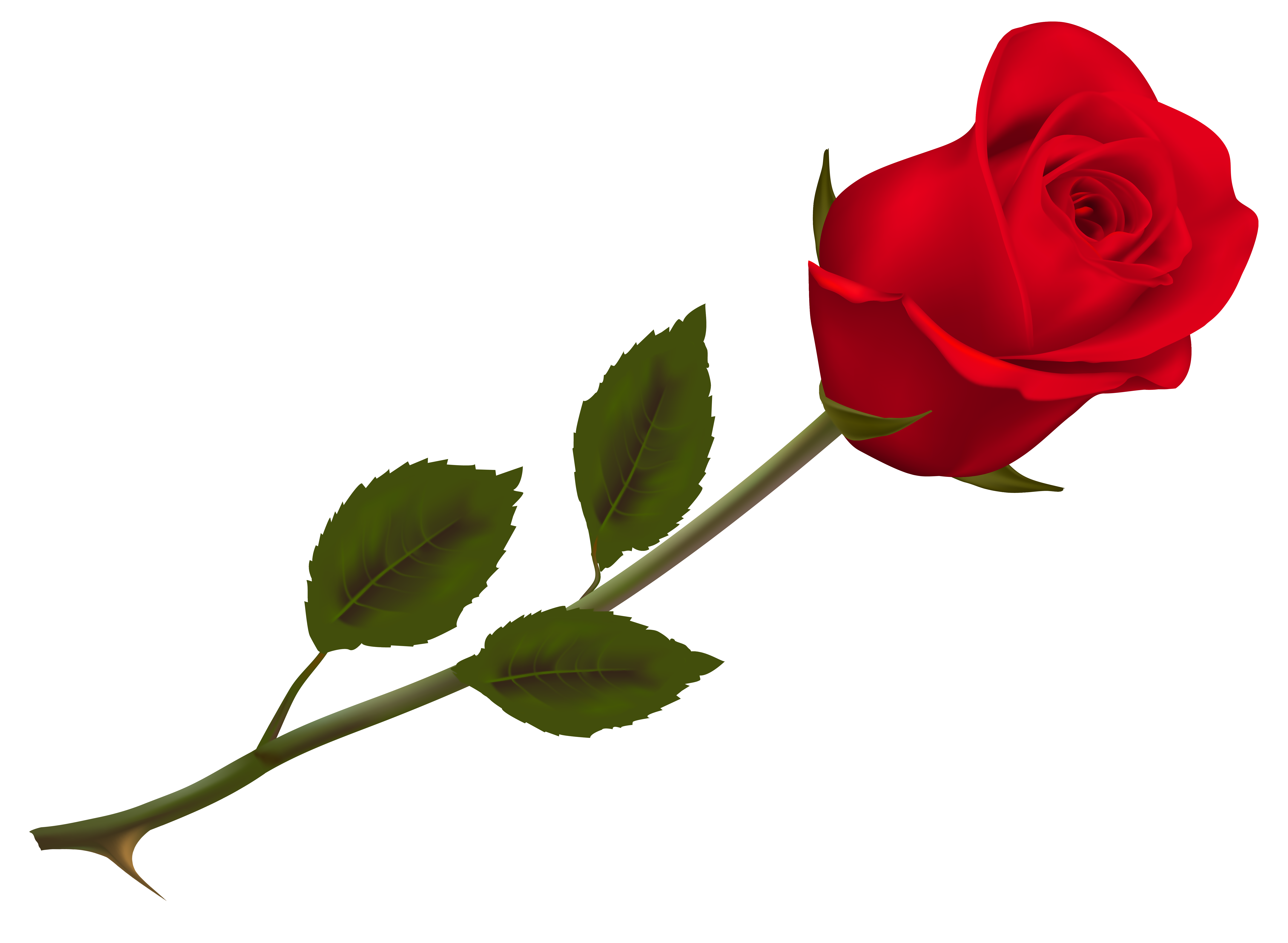 Transparent Beautiful Red Rose PNG Picture