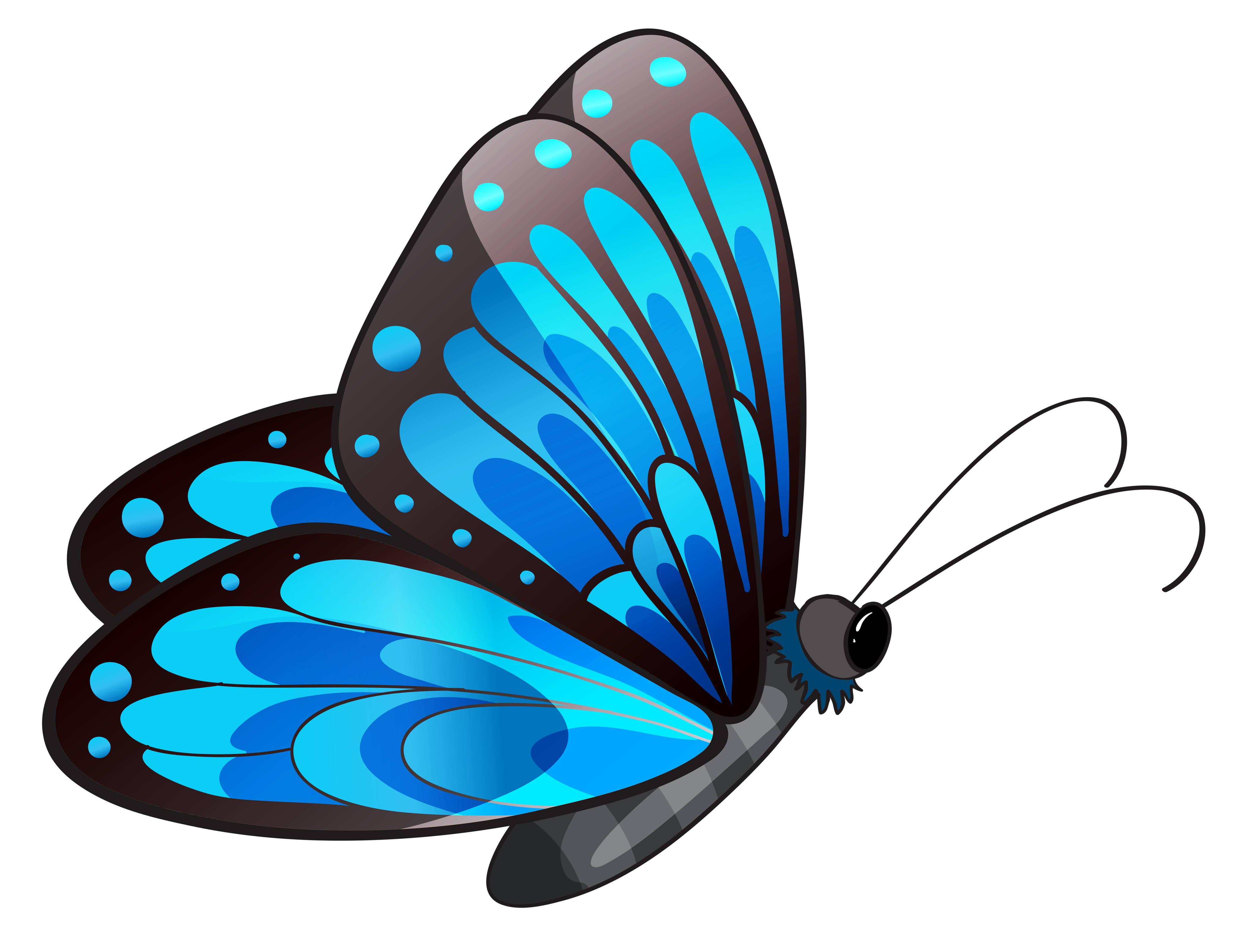 Free clipart blue butterfly