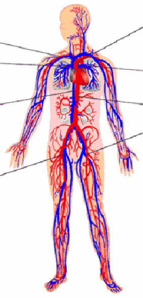 cardiovascular system diagram unlabeled | Human body anatomy ...