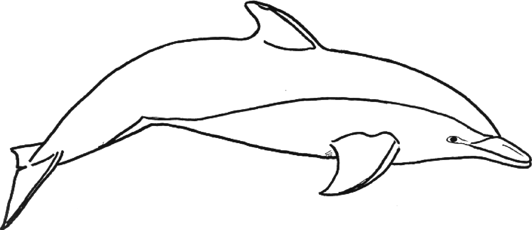 Coloring Dolphin
