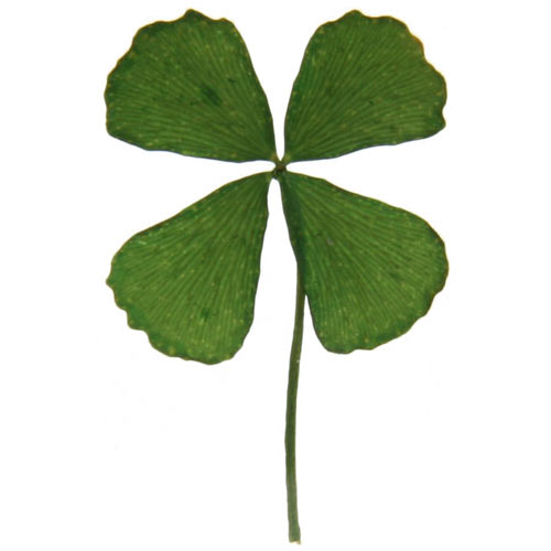 Framed Four-Leaf Clover - Luck of the Irish - The Green Head