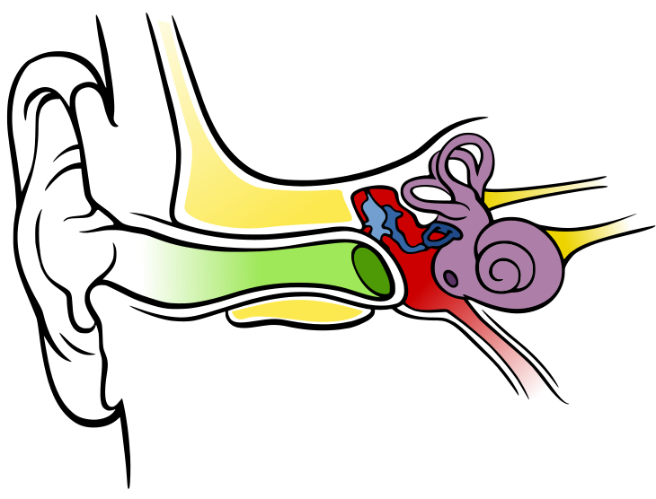 A Picture Of An Ear - ClipArt Best