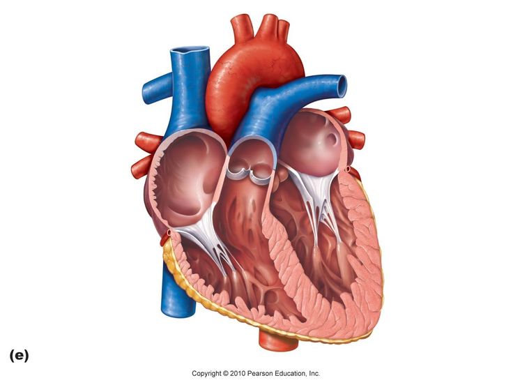 Diagram Of The Heart | Axial ...