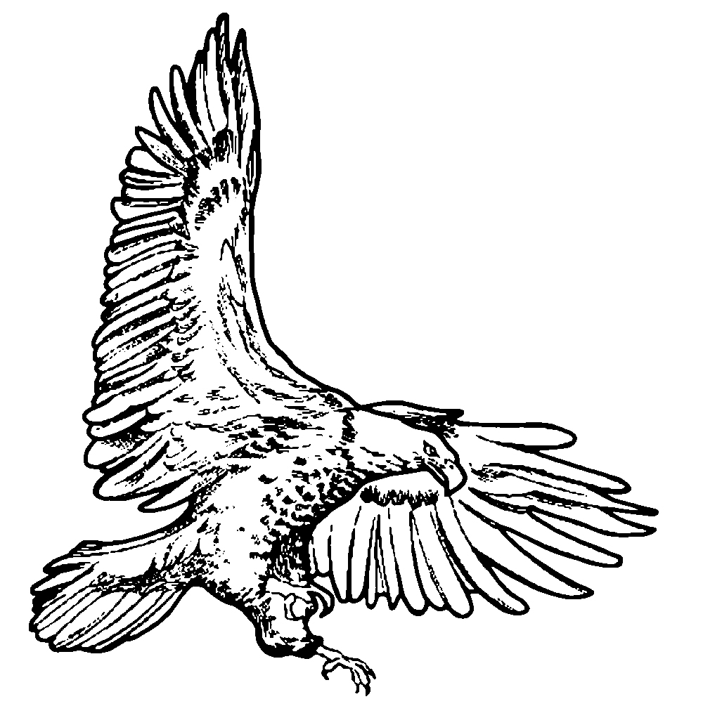 Eagle Line Art | Free Cliparts