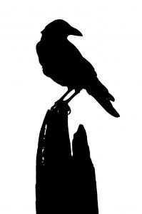 Black Bird - Stock Photo - stock.