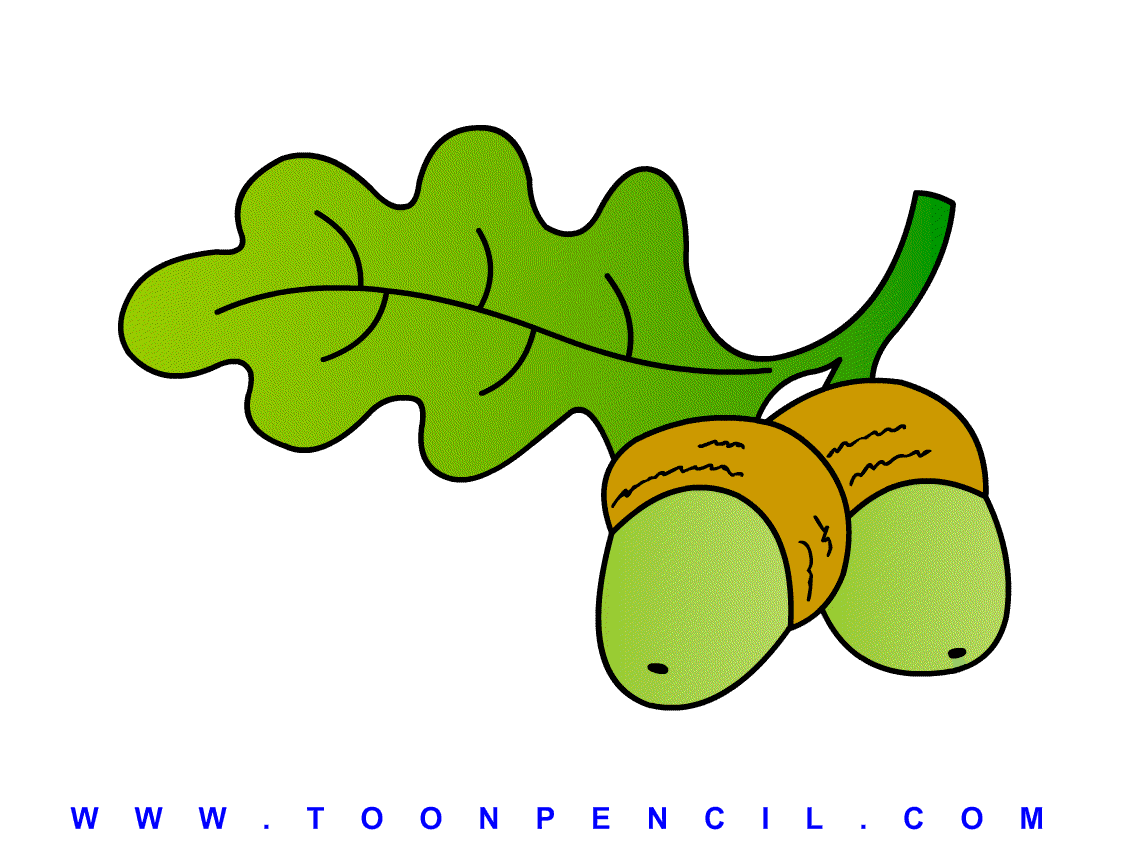 acorn drawing science