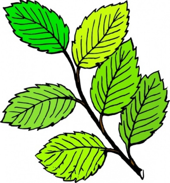 leaf design clip art - photo #11