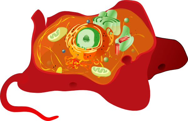 Animal Cell Clipart