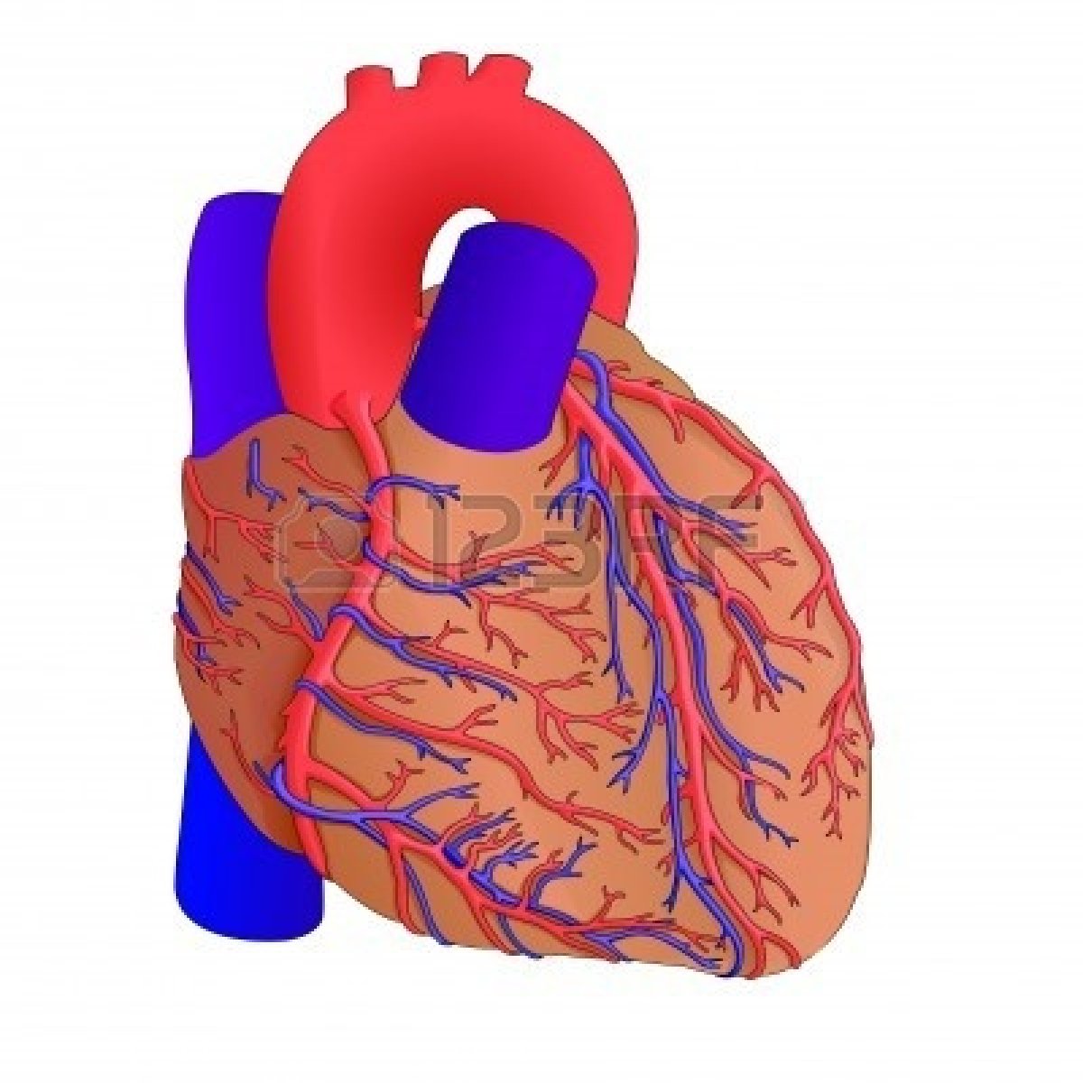 Anatomical Heart Clip Art