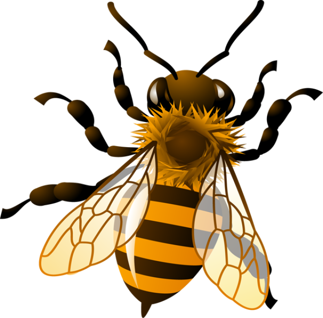 Honey bee clip art